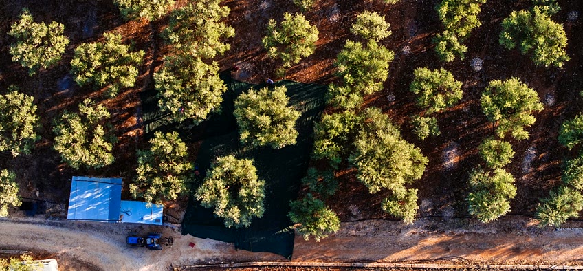 Olivares de San Antonio Oils — del campo a la industria
